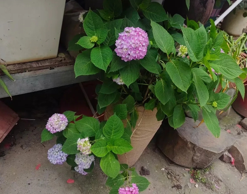 以前还在电子厂上班的时候，班上有一个五十多岁的男人，光头……有一次上班，他说