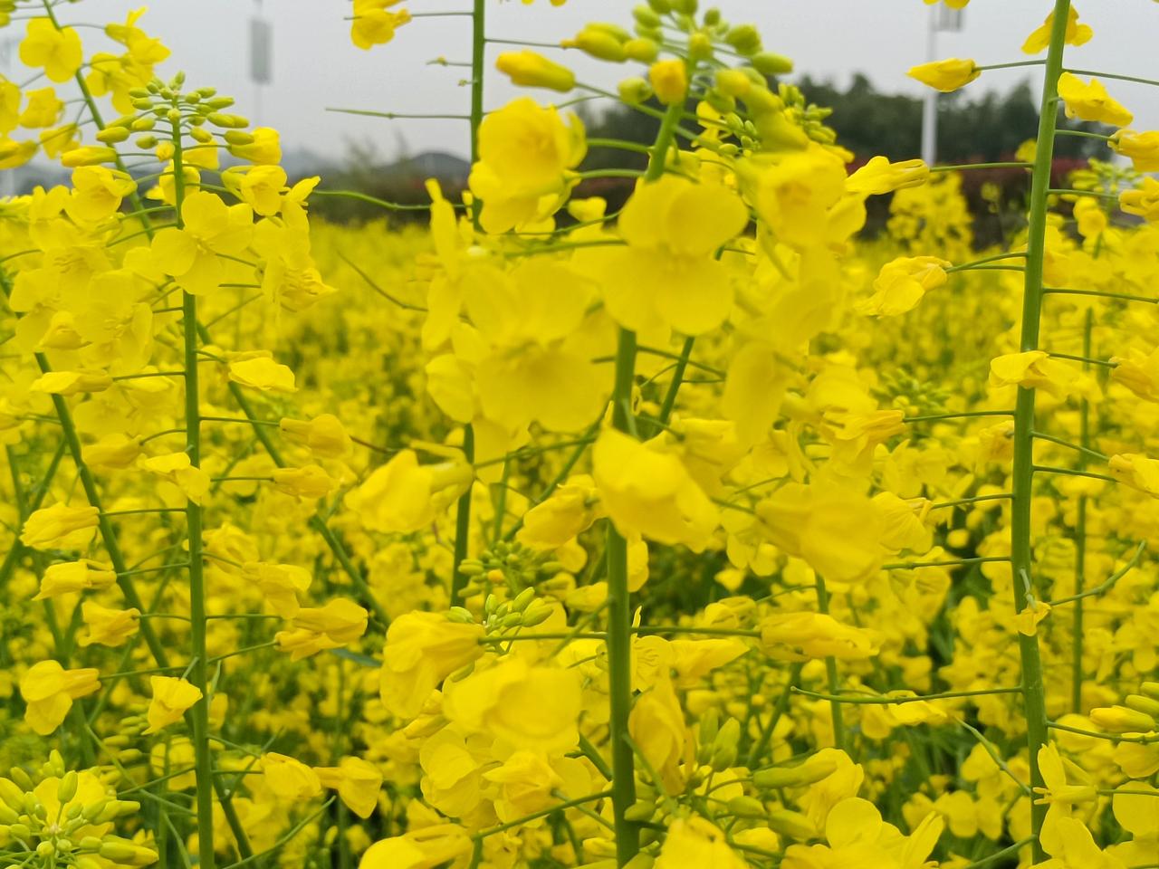 春天到了，油菜花盛开，那金黄一片简直美炸了！我拍的油菜花照片里，满目金黄，空气中