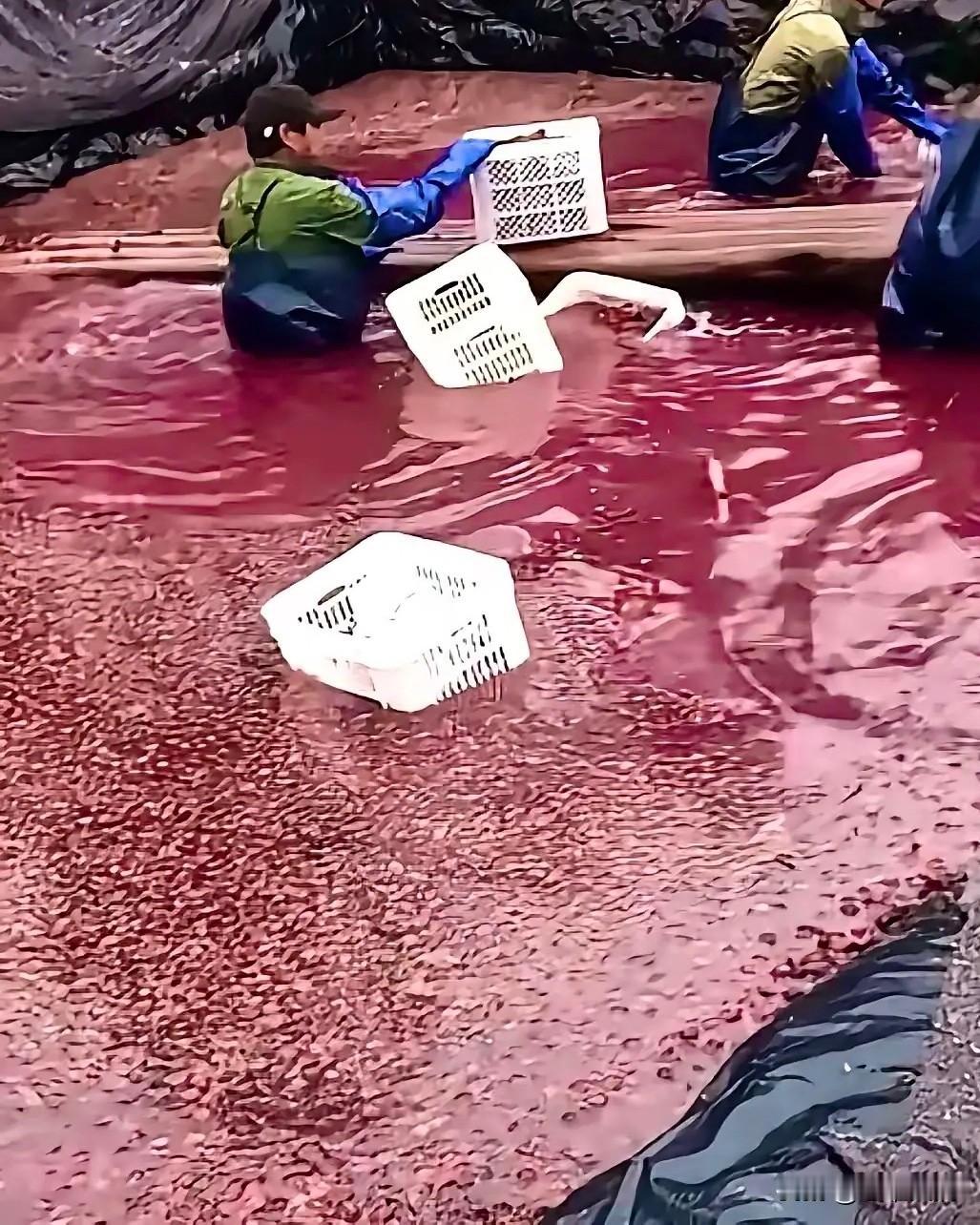 一边出口杨梅颗颗过关，一边内销果子泡满“毒水”？同一片果园，同一批杨梅——