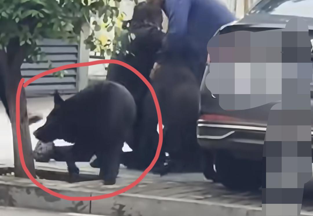 到底有没有人管管这些养狗不拴绳的？又是一起养狗不栓绳导致狗咬人的，这些人真的