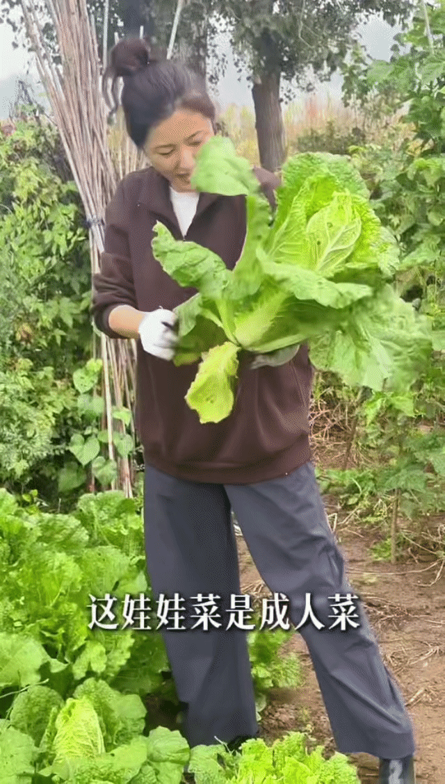 这不是大白菜么？