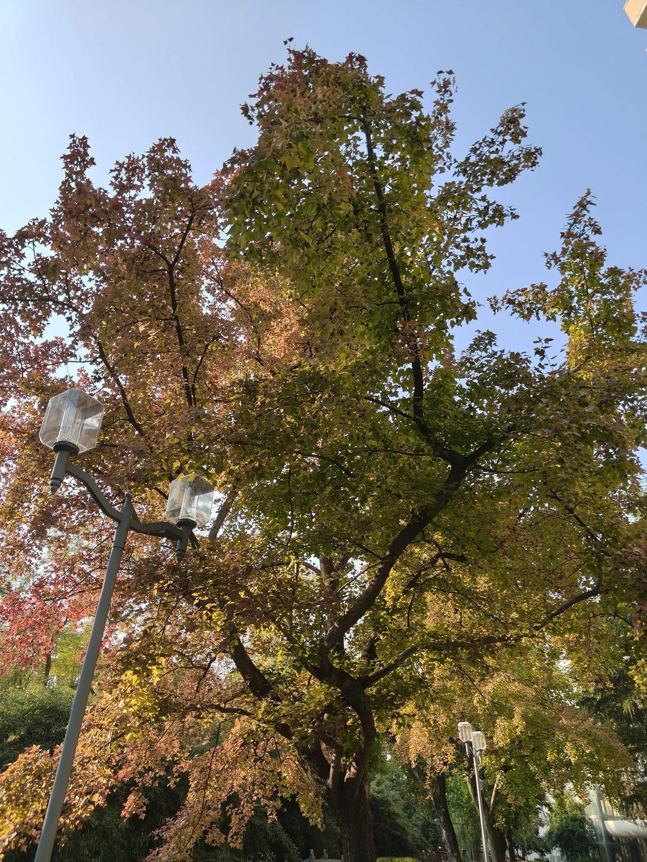 冬日美景随手拍实景图分享！冬日校园随手拍分享～🌲🌲🍁🍁