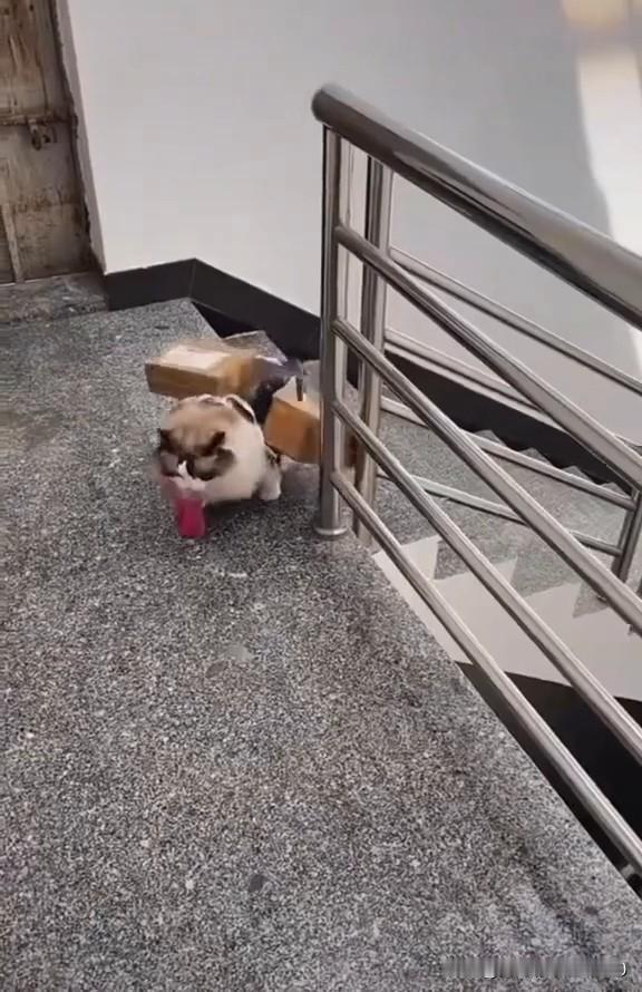 哎乖乖隆地洞！看看俺家这布偶猫，真是个顶顶中用嘞好伙计！刚取回来快递往它背上一搁