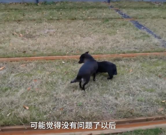 两只流浪小狗跟着母狗后面在刨土寻找食物，此时路过一位热心市民，将自己手中的鸡腿和