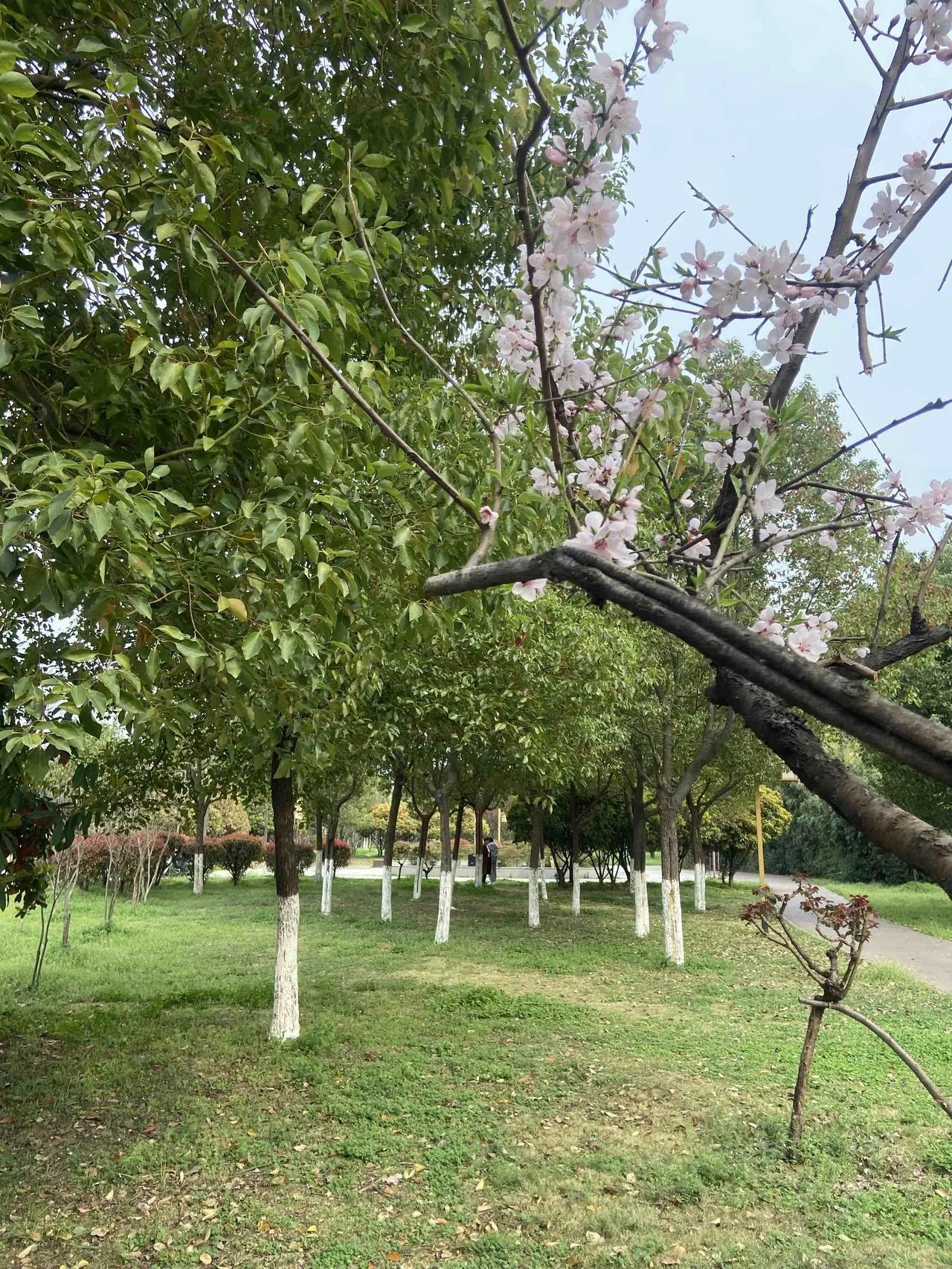 不知不觉间，忽然发现平时忙着去上班的邻居变得清闲了，每天都在家浇浇花，或到小区里