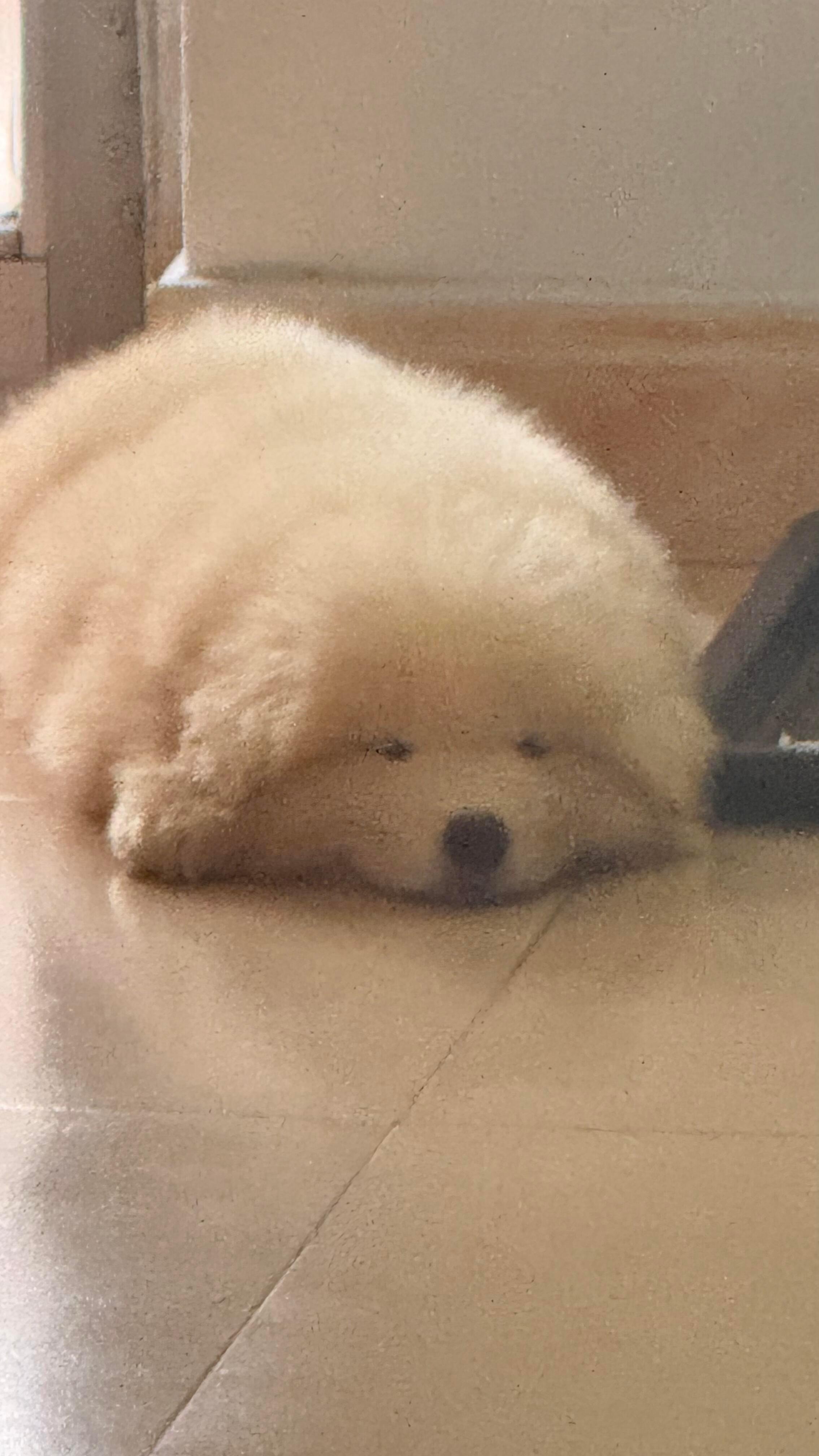 困成豆豆眼的萨摩耶​​​
