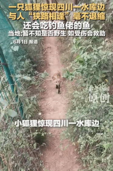 “这狐狸成精了？”四川一水库出现一只毫无惧色的大胆狐狸，丝毫不把人类放在眼里，多