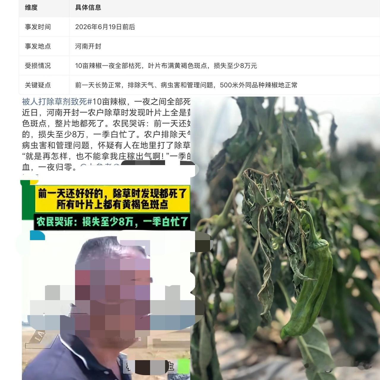 开封农户10亩辣椒一夜枯死，损失8万！专家一句话让人后背发凉太心疼了！河南开