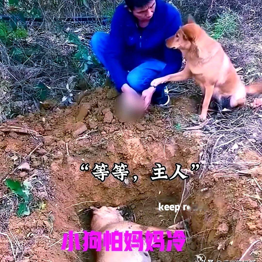 狗妈妈死了，主人挖好了坑，准备把它埋了。悲伤的主人用双手，捧起泥土一把一把撒