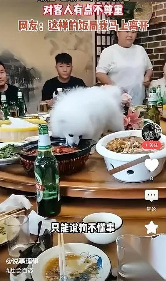 商家注意！允许狗进店要小心别以为宠物友好是万能牌亲眼见过狗狗扒着餐桌舔餐