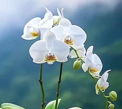 真是人生无常，刚退休的十三叔走了。真的是意外和明天那个先到来都不知道。十三叔（