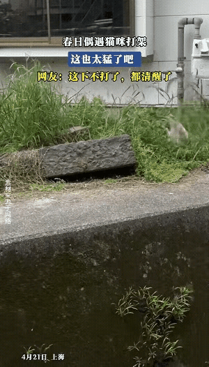 上海一网友散步时，撞见水沟对面草丛里两只猫咪正打得激烈。刚掏出手机准备拍摄，俩