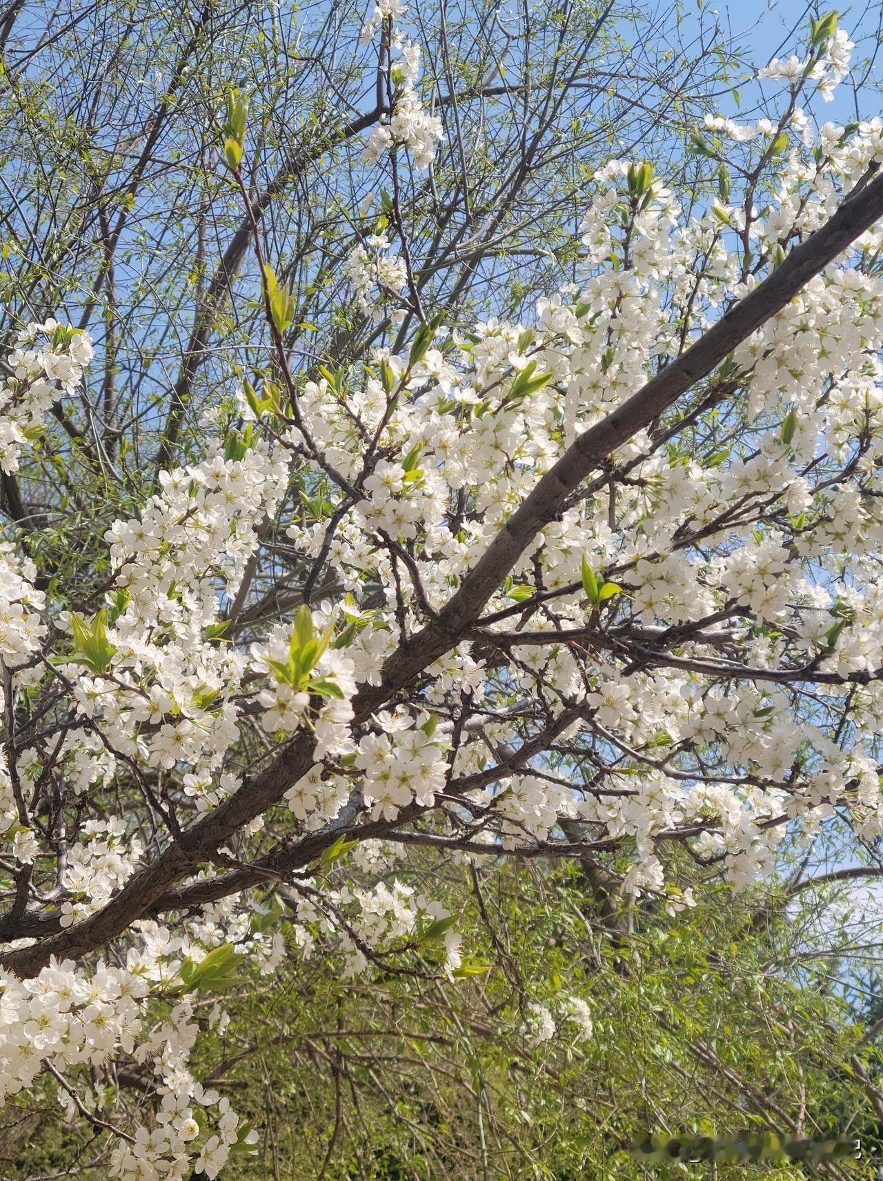 一位妈妈说，她儿子本硕都是计算机专业，和我儿子同届，在新加坡某大学留学。通过