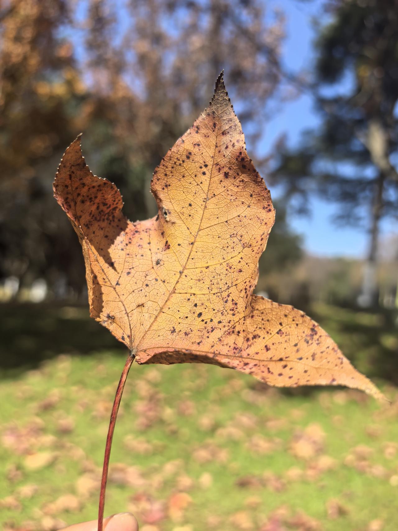 我想恐怕没有哪里的冬天有云南舒服了吧！而且四季常青，山上的树也不落叶，即便进入冬