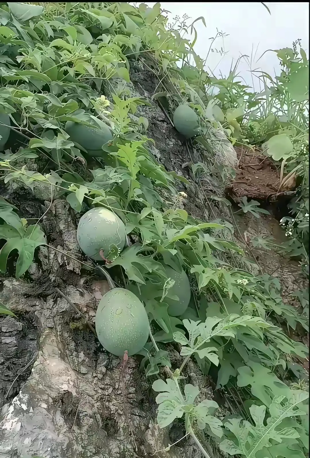 山上的西瓜这样长的吗？