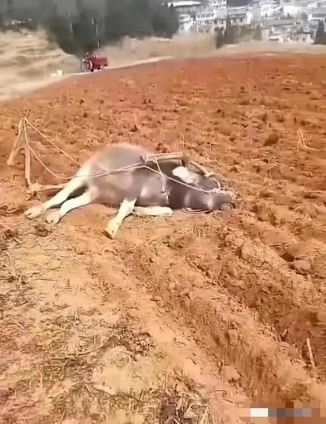 男人们对这张图都有着深刻体会[捂脸哭][捂脸哭][捂脸哭]