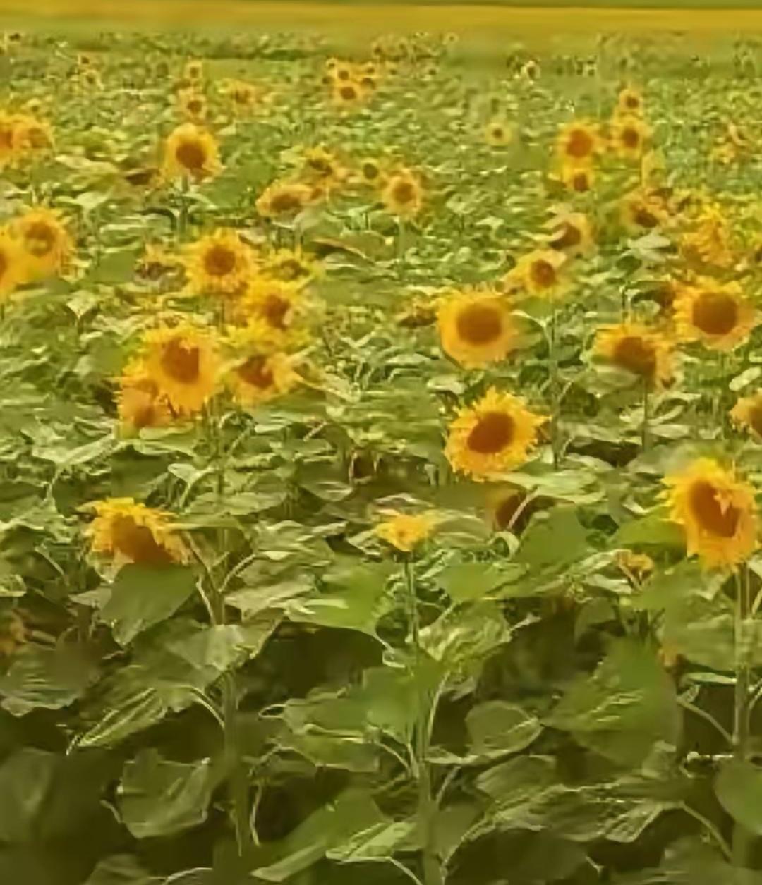 今年的网络学习有点没完没了都快到年末，还有网络学习，动辄就是几十个学时。今年的