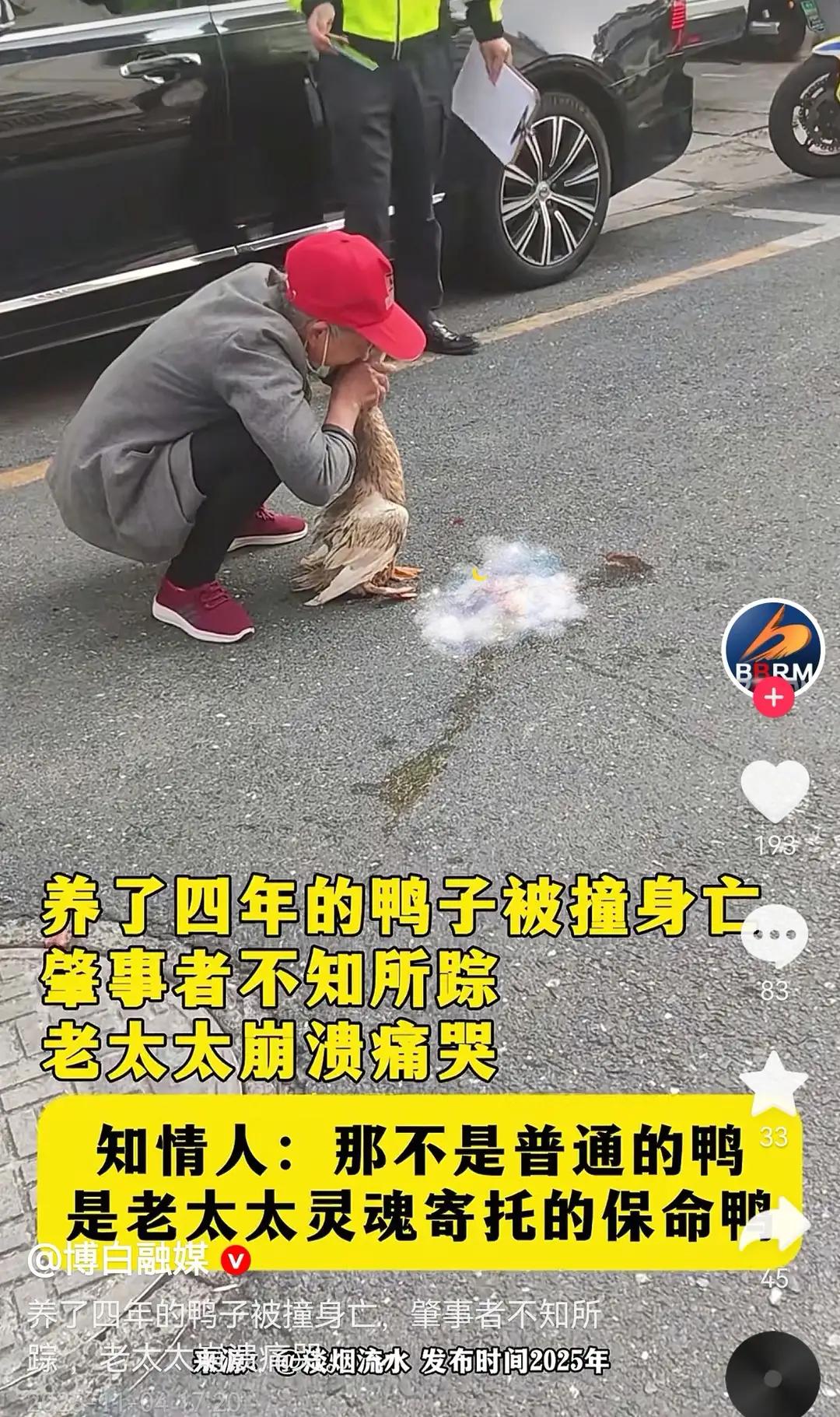 “保命鸭”被撞，老人贴脸痛哭！11月4日，江苏昆山一小区，一只散养4年的鸭子被车