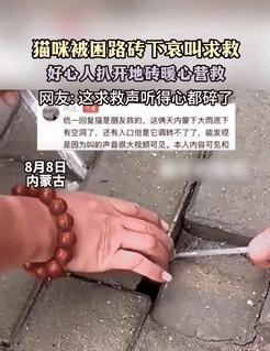 “这就是缘分！”内蒙古，男子出门逛街，走着走着，突然从脚底传来猫咪的叫声，把他给