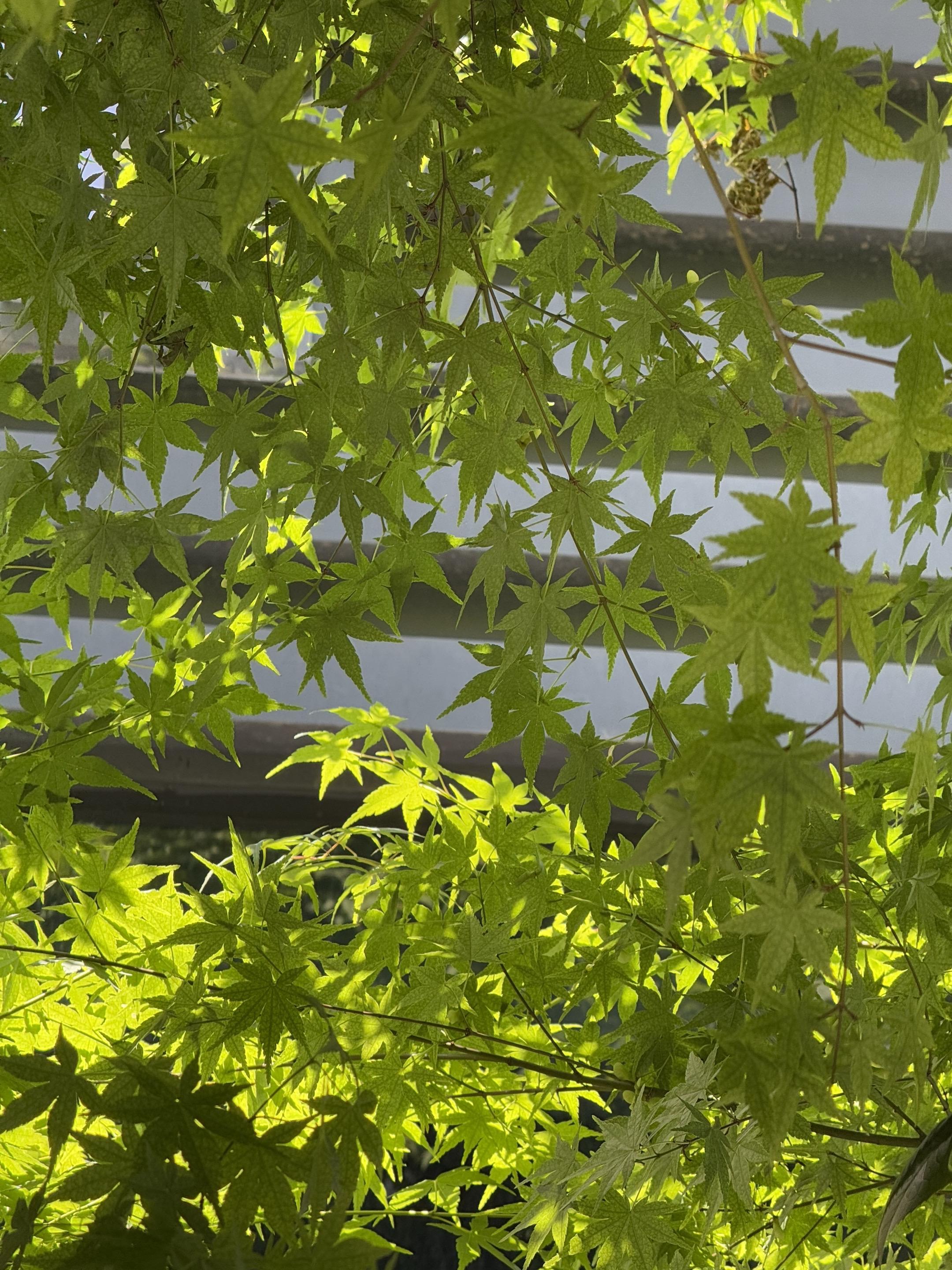 《怎敌她千娇百媚》by伊人睽睽。罗令妤（女主）父母双亡后，她独自带着妹...