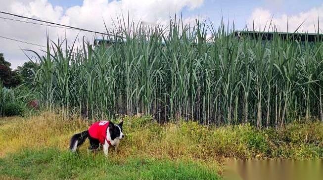 广西的甘蔗，一吨才卖500多块钱，很多人想不通，为啥还大片大片地种？有人说，是