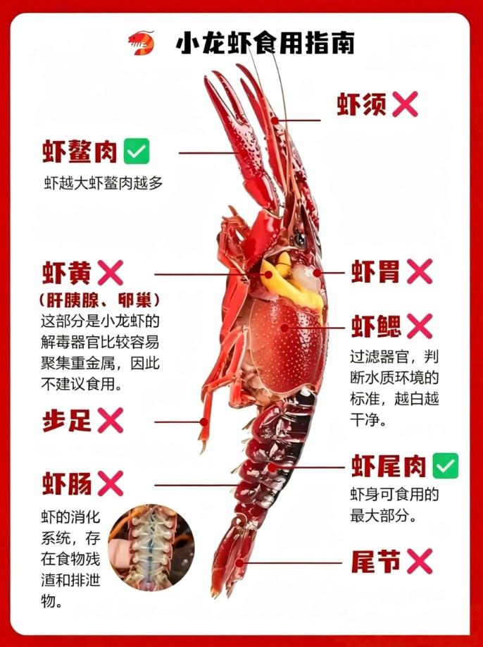 小龙虾是夏季备受大众喜爱的特色美食，夜宵餐桌上随处可见它的身影。不少人食用时保留