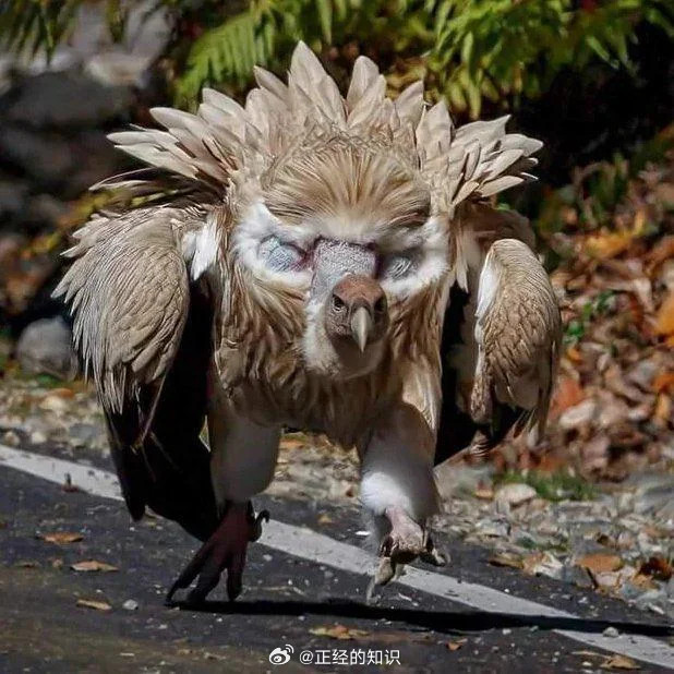 喜马拉雅秃鹫展示了其引人注目的“假眼”，这是一种巧妙的适应，使其看起来更大、更令