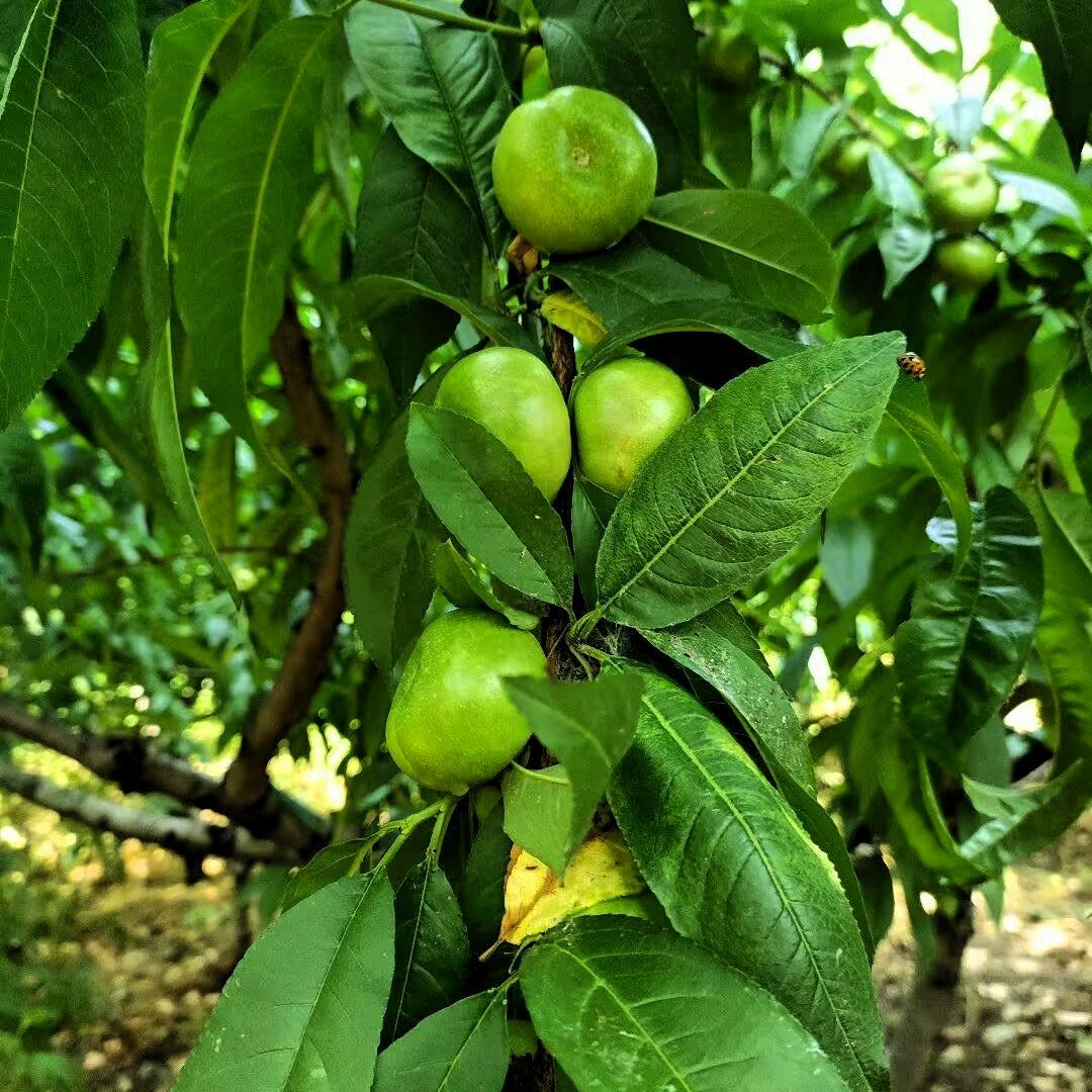 46岁独居大姐突发脑溢血躺进ICU，银行20万存款和重疾险赔付全部需要本人签字才