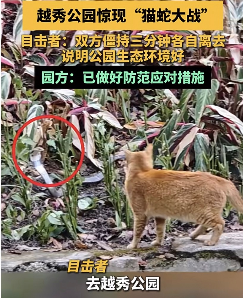 广州越秀公园惊现猫蛇大战猫：我差点就成了花猫警长！