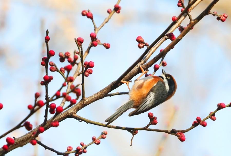 今年“三九”不冷，好多人都在琢磨后面还会不会冷。按老话说“三九四九冻破石头”，可