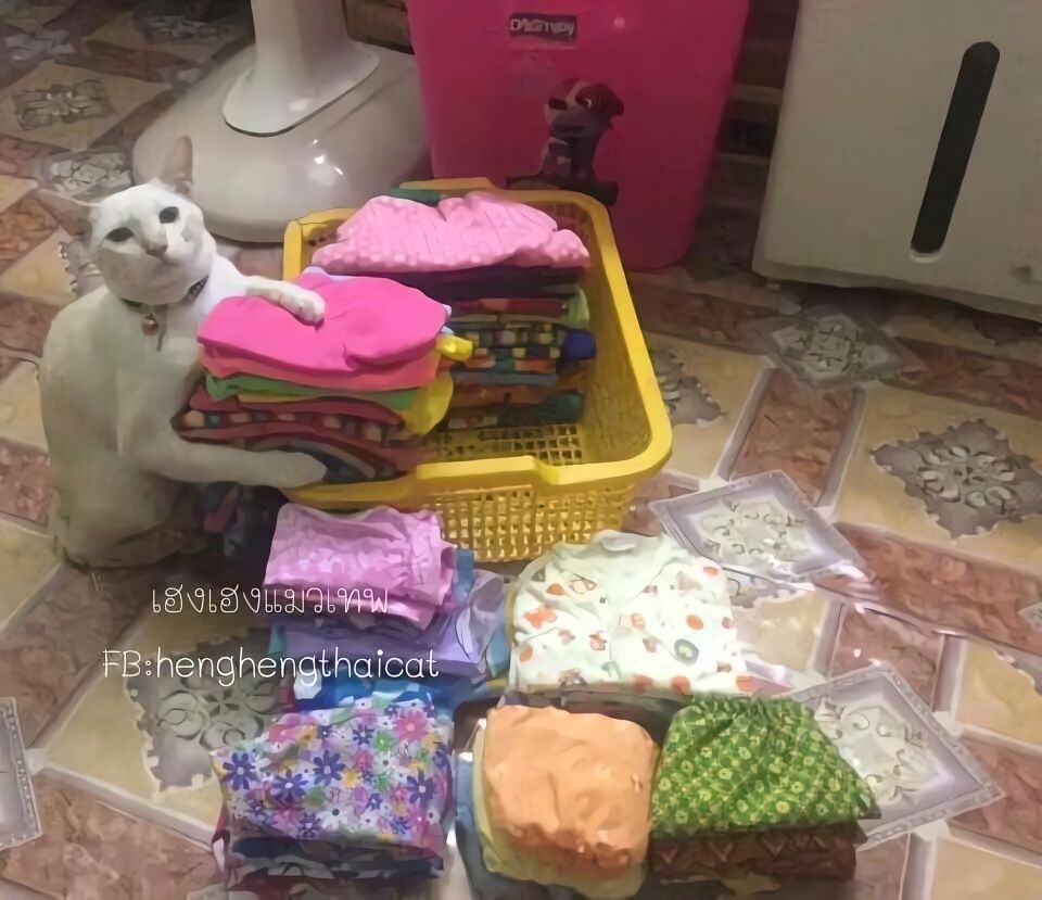 毛巾猫｜梗图｜猫咪｜抽象｜呆猫｜搞笑​​​