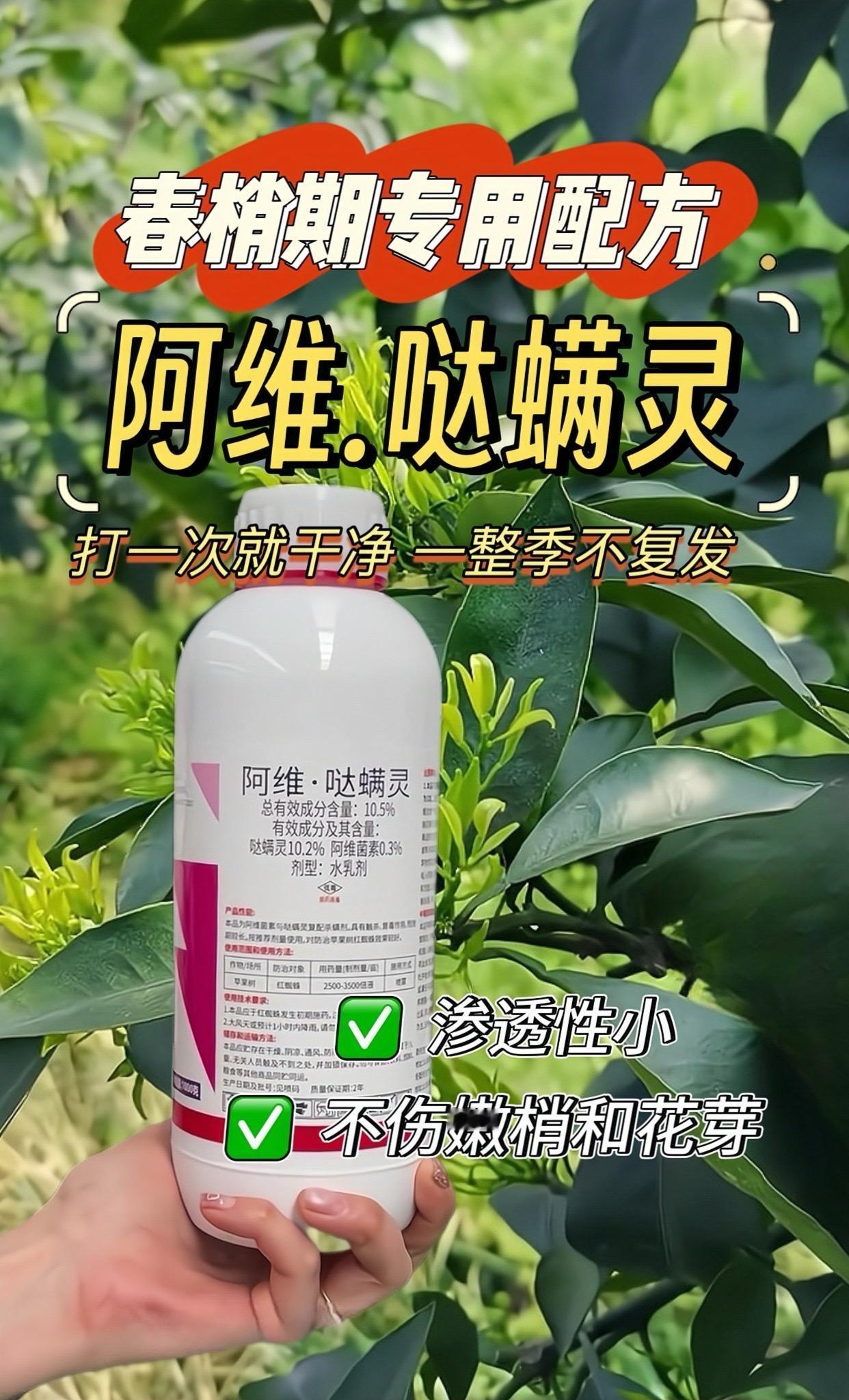 红蜘蛛反复打不住,试试阿维哒螨灵性价比更高,不伤花芽和嫩芽柑橘管理促花保果