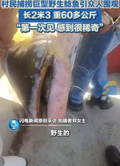 活久见！5月12日新疆伊犁，一村民在河边钓鱼，竟然钓上来一条重达120多斤，长达