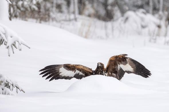 本周，芬兰东北部地区（Uuronlampi）迎来了金雕摄影的“高光周”！这些天