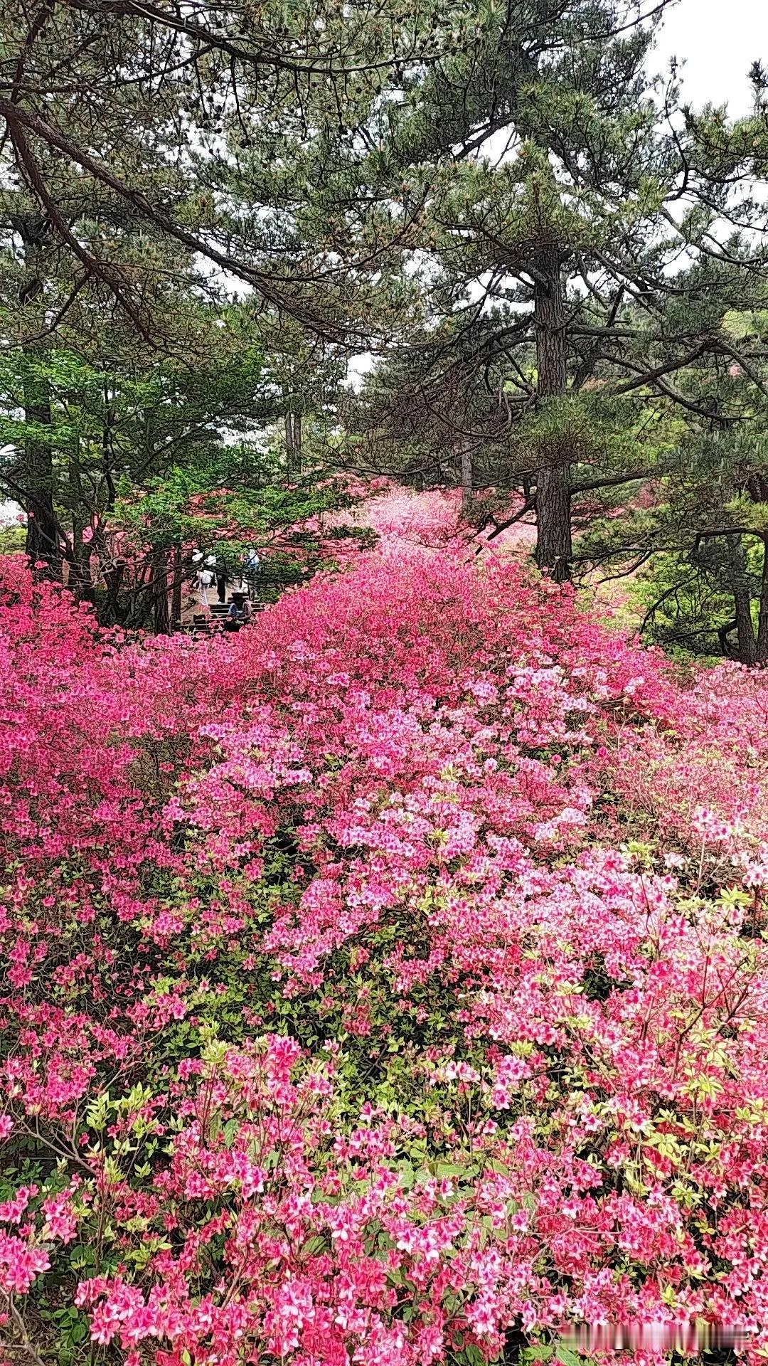 麻城龟峰山杜鹃花盛开