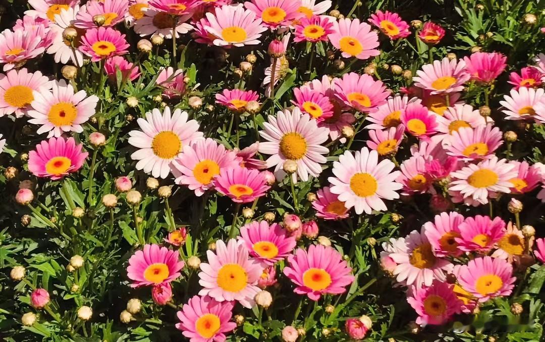 打车认识一出租车司机大哥，大哥说，只要我离婚，他就能给我一个家，这话都能信，这女