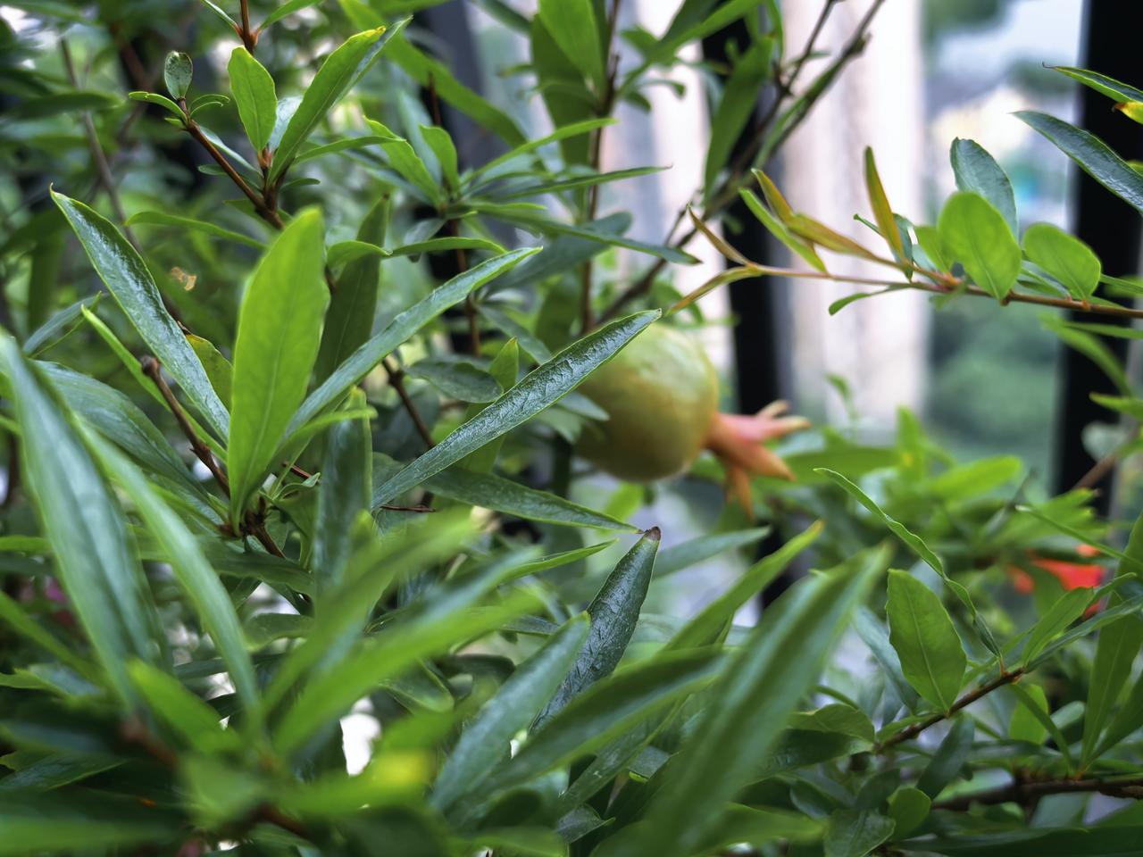 又到了石榴开花的季节，阳台上的石榴树挂满了红色的小花，非常艳丽。自家的花儿开