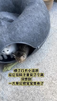 万物皆有灵！吉林一女子在车库中发现了一只流浪猫，因为天气很冷，女子就给流浪猫买了