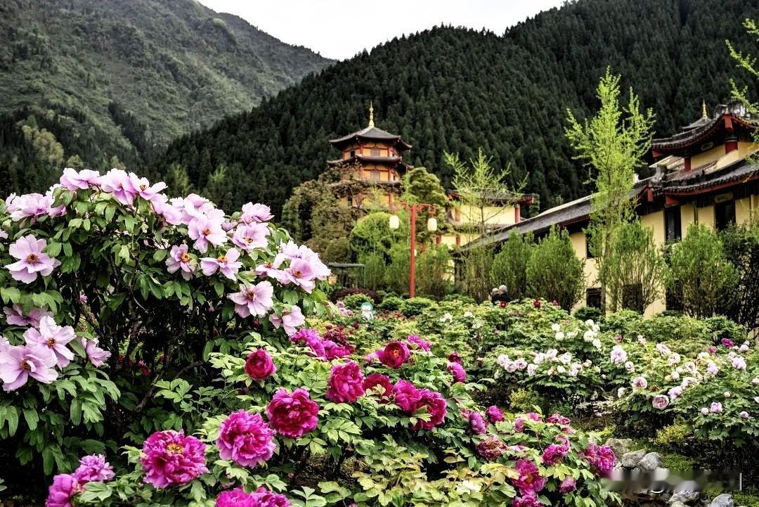 四川最好看的牡丹，这些天开得正艳，五一还有，成都不远唯有牡丹真国色，花开时节动