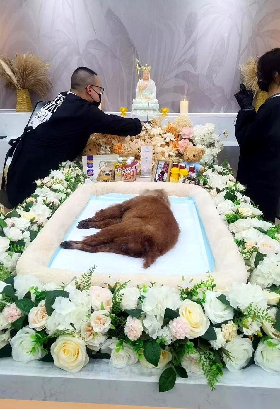 火化一只猫，账单递过来：八千。有人当场手机就从手里滑了一下，嘴里嘟囔一句：“死