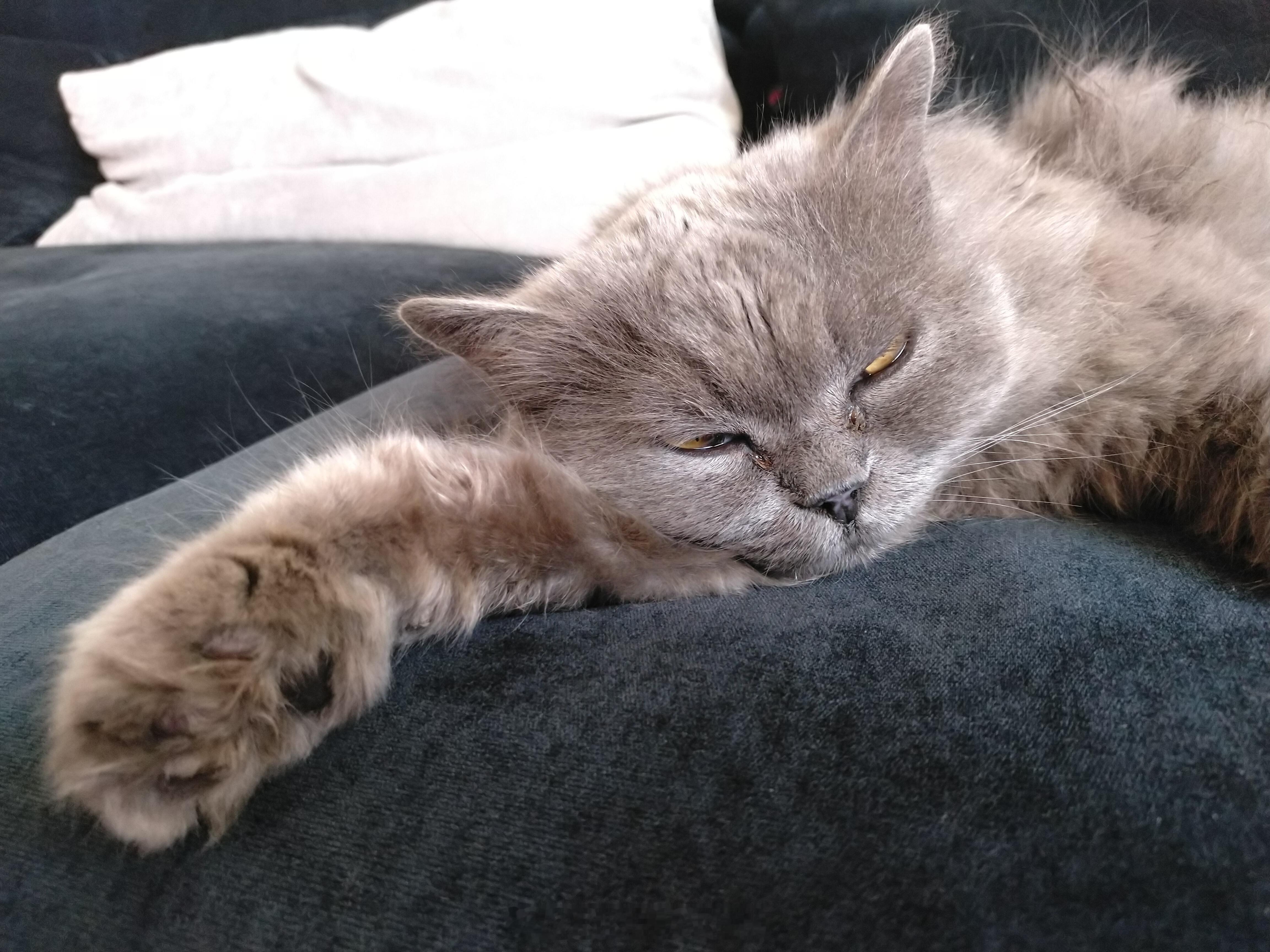 流浪猫真不知道什么样的主人会把如此老实聪明还不掉毛的猫扔掉，现在每天来我家吃饭