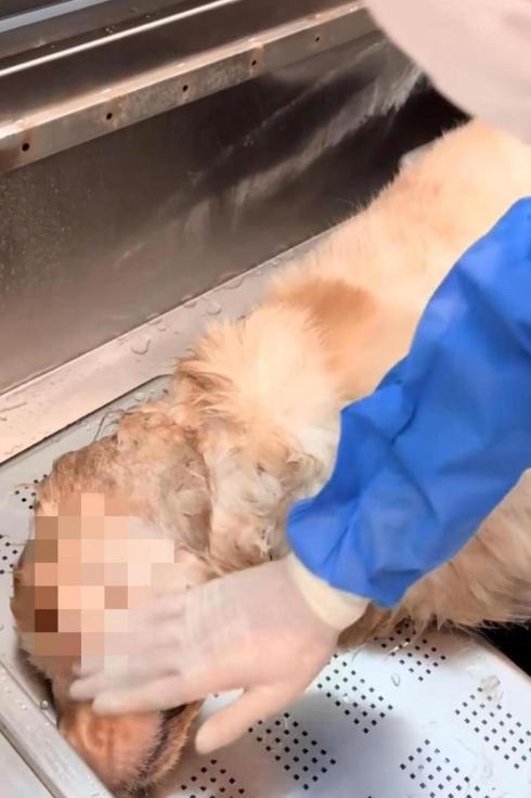 湖南永州，一条金毛犬在餐馆内遭遇不幸身亡。7月4日，湖南永州气温飙升至3