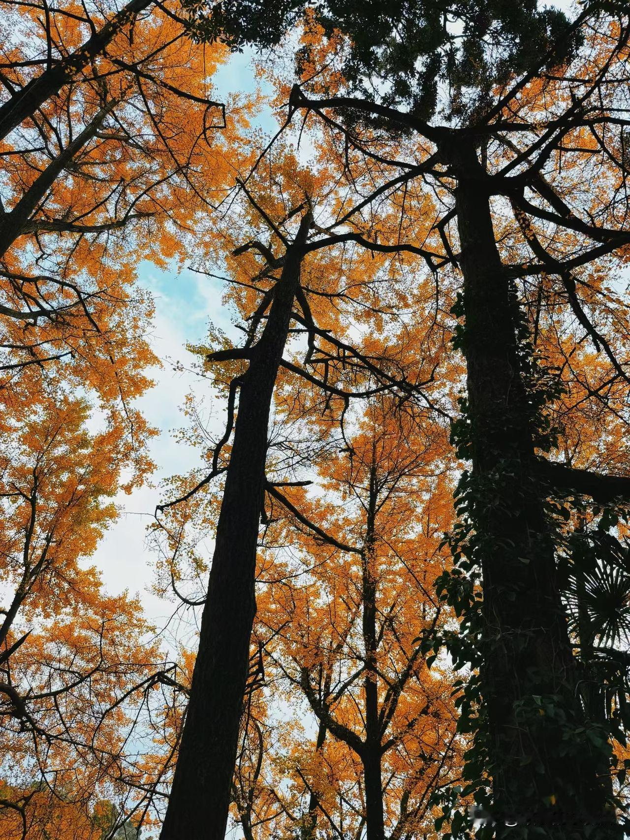 自古逢秋悲寂寥，我言秋日胜春朝！