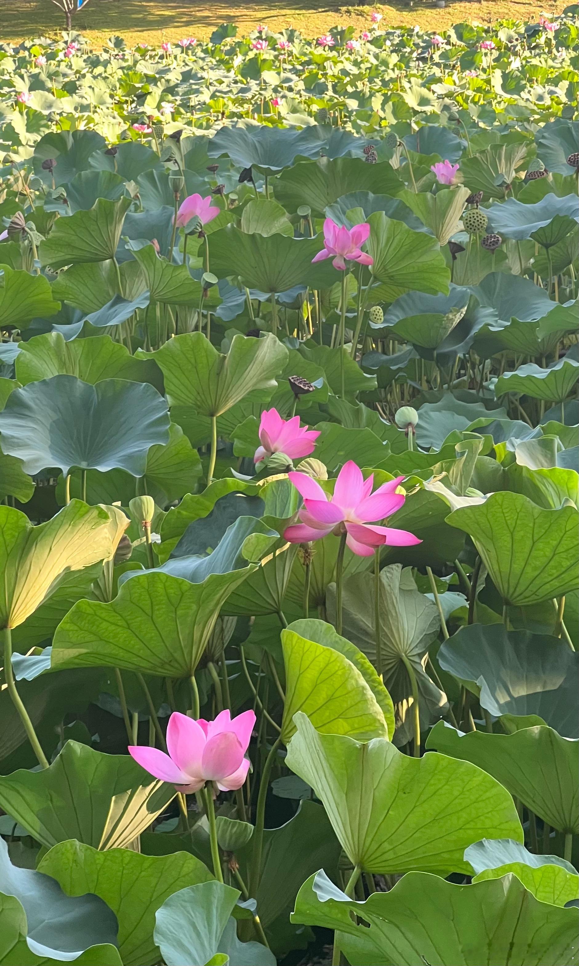 紫竹院公园秋色摄影