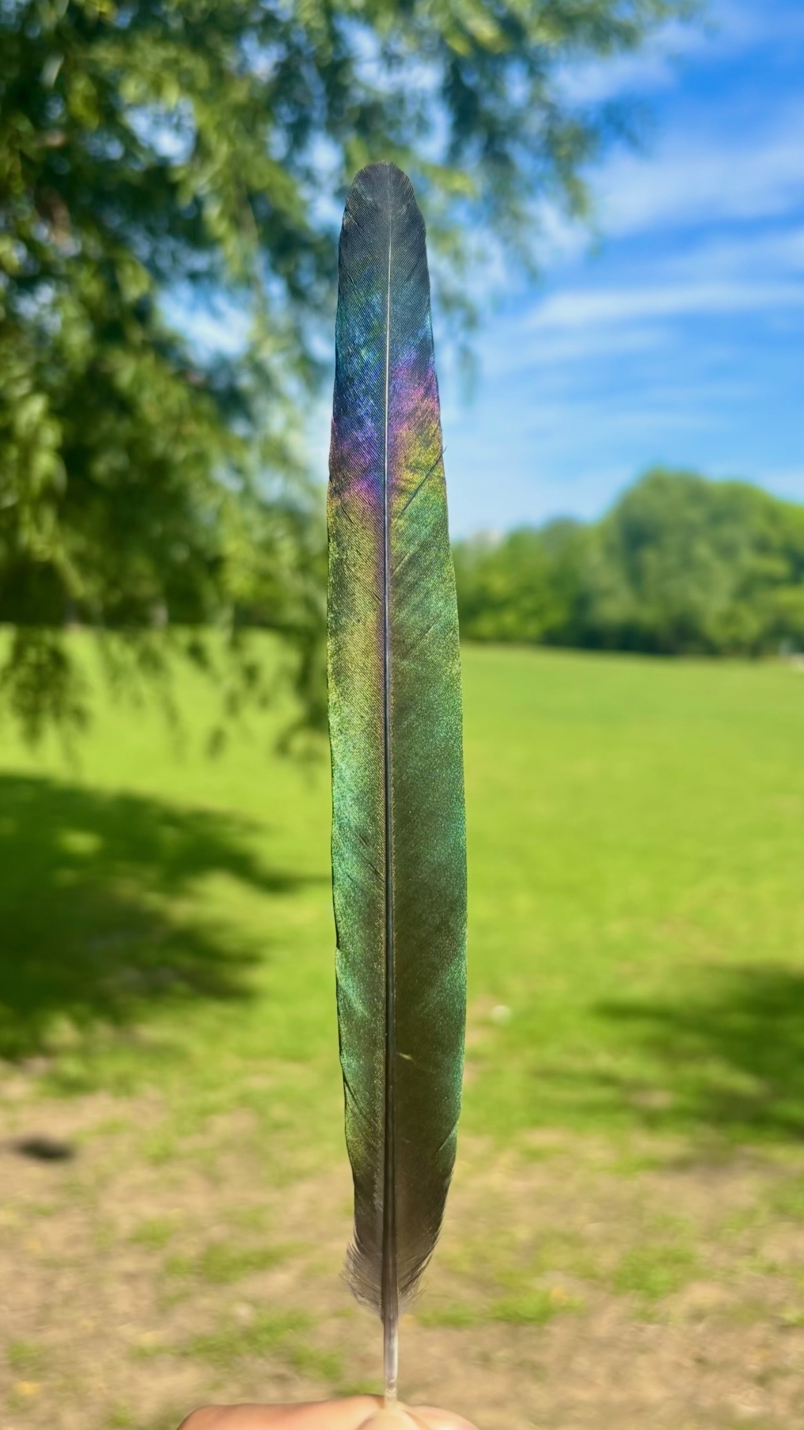 喜鹊羽毛带来好运图窗外