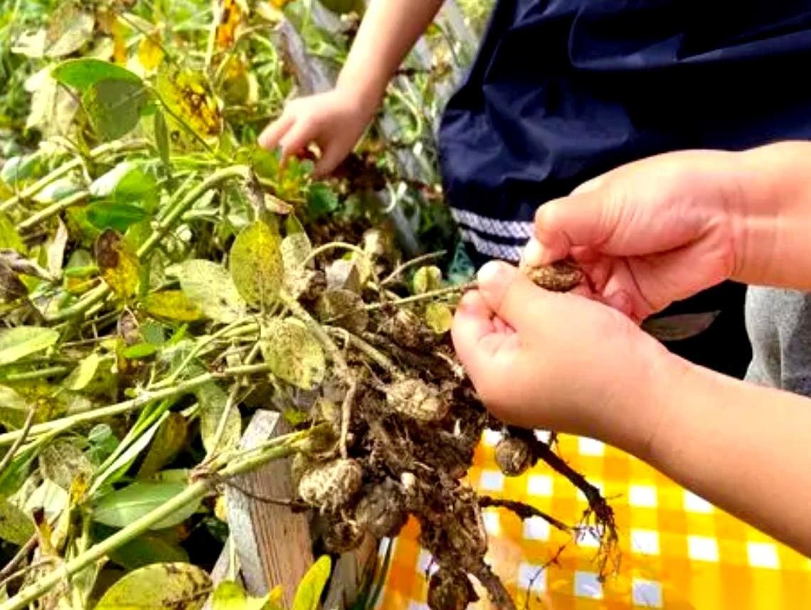 河南濮阳的一位陌生大爷，凌晨一点骑着三轮车带着铁锹，把农户家门口盖好的花生偷偷铲
