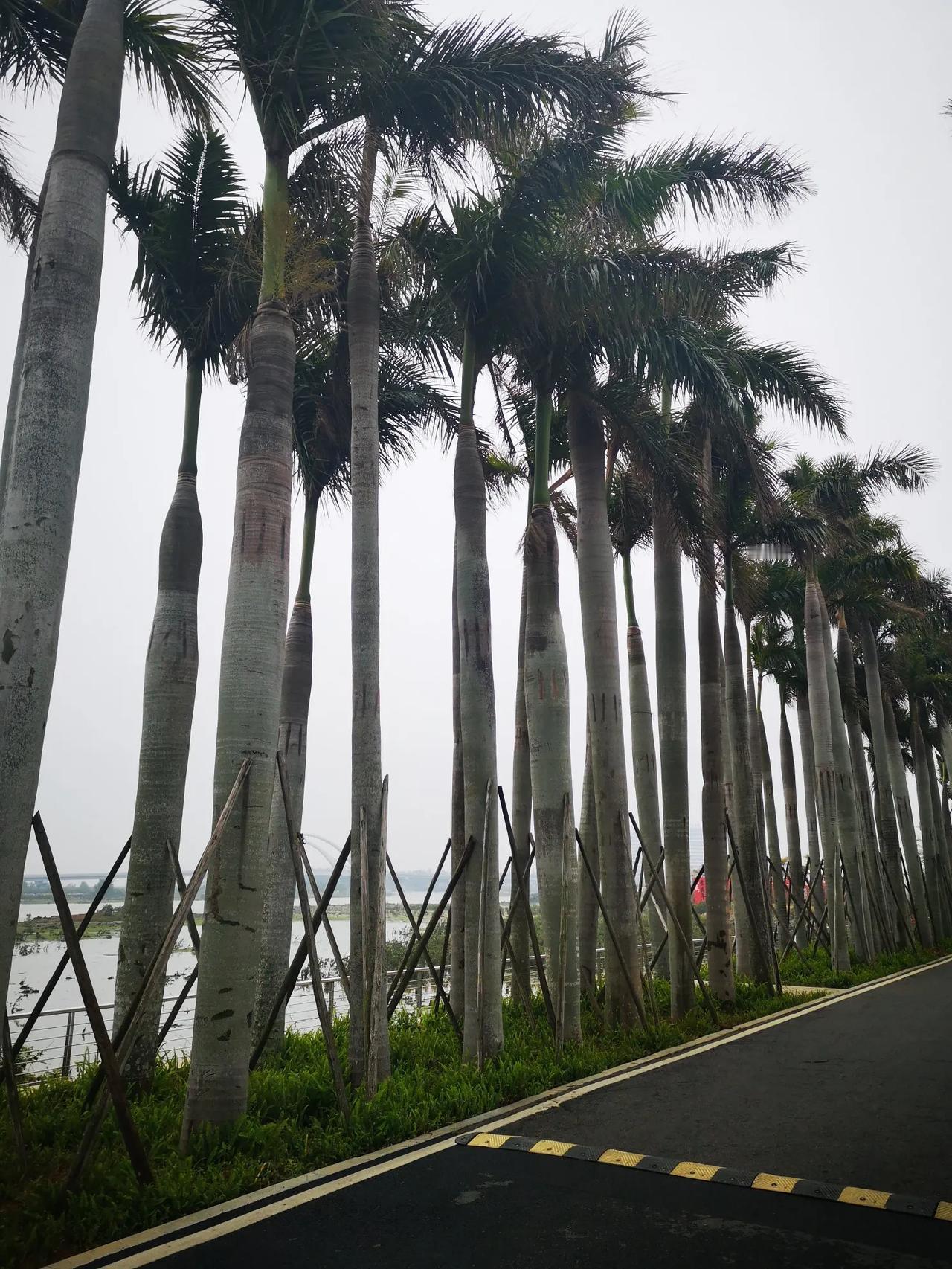 北方老人冬季旅居旅游到底是海南好还是北海好，本人亲身经历告诉你作为参考。冬季候