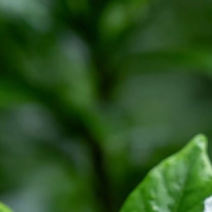 栀子花种植方法：1.光照适宜：栀子花喜充足散射光，宜放置于光线明亮但无强光直射