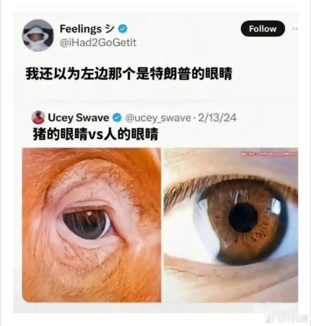 左边看着还真挺像川普的眼睛