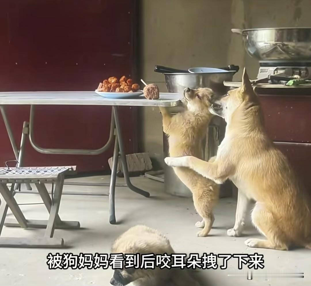 为了不让小狗养成坏习惯，狗妈一次次教导它不能越界要学会克制和等待，只因担心它长大